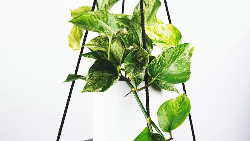 世界杯决赛直播画面 - 球员在绿茵场上激烈角逐